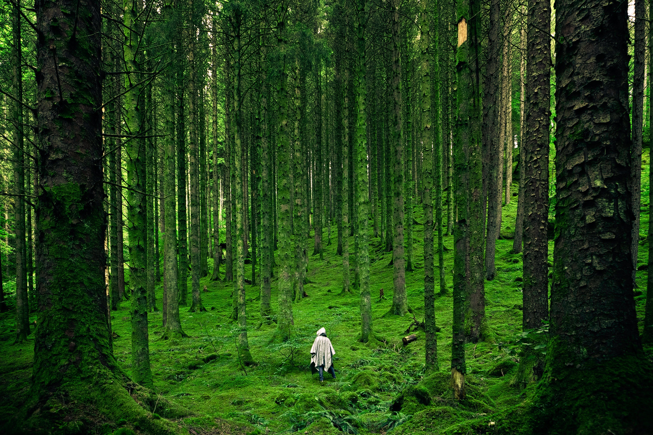 Tree trunks in a forest