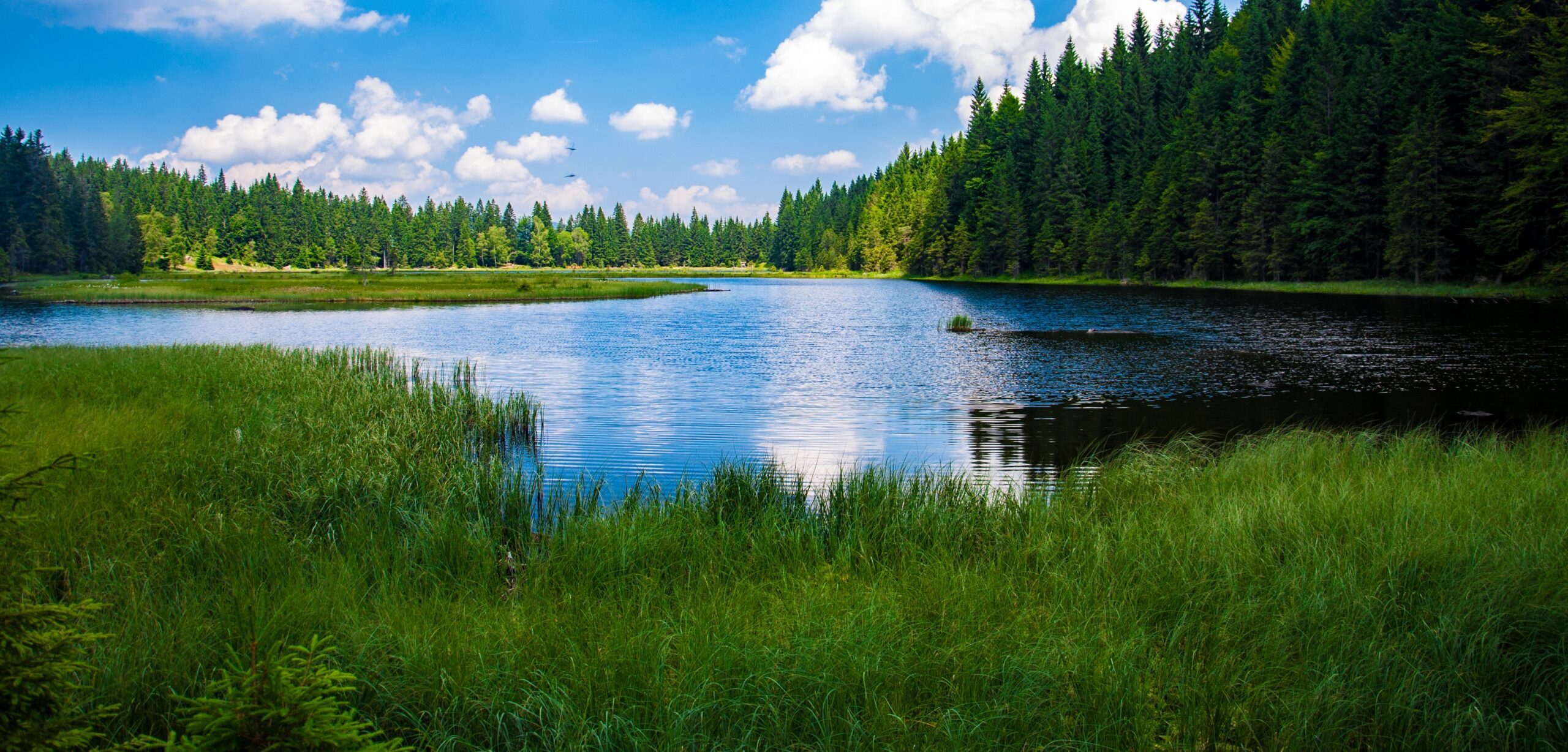 Lake and pine trees