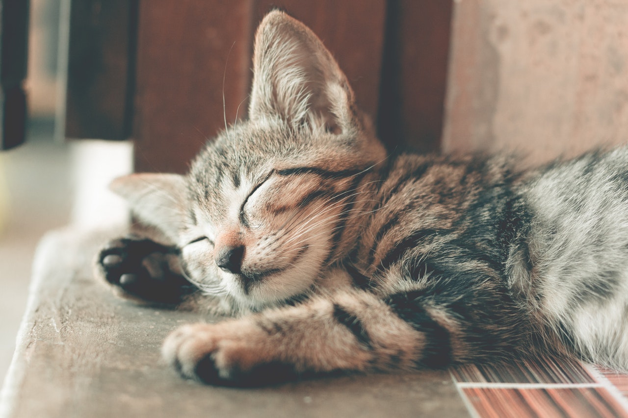 Sleeping kitten